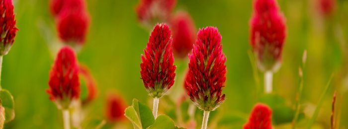 Сексологія та гештальт-терапія