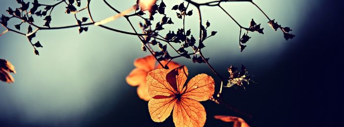 Послуги Гештальт-терапії