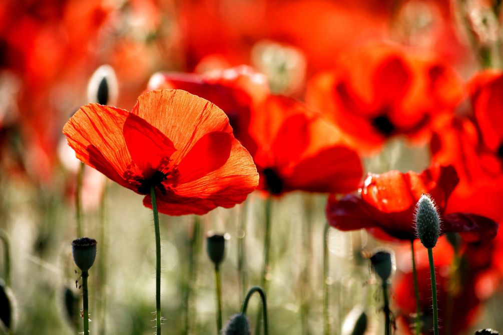 Травма війни: виявлення та подолання