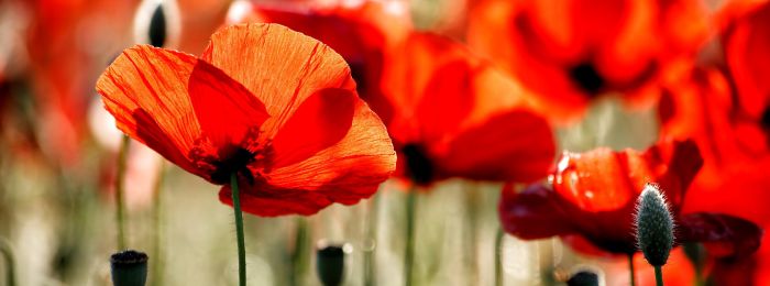 Травма війни: виявлення та подолання