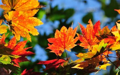 Цінності доброго здоров'я в гештальт-терапії